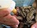 Up close with Point Defiance Zoo s Clouded Leopard cubs | BahVideo.com