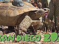 Desert Tortoise Relocation | BahVideo.com
