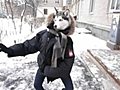 Dancing husky | BahVideo.com