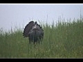 Allegheny County Pennsylvania Turkey Hunting  | BahVideo.com