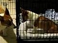 Dog frees fellow corgi from cage | BahVideo.com