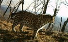 Endangered Russian leopards caught on film | BahVideo.com