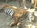 Tiger shot dead in Assam | BahVideo.com
