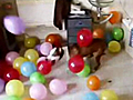 The Dog That Loves Balloons | BahVideo.com