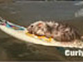 Surfer Mice | BahVideo.com