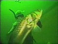 pescasub - pesca de la lubina | BahVideo.com