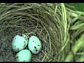 Eggs birdnestbroadcast epi 2 | BahVideo.com