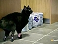Bionic Vets - Oscar s New Feet | BahVideo.com