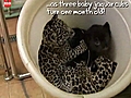 Dulces cachorros de Jaguar | BahVideo.com