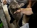 Kitten Shot Out Of Pipe With Leaf Blower | BahVideo.com