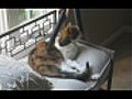 Cat Loves Getting Vacuumed | BahVideo.com