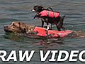 Double Doggie Paddle | BahVideo.com