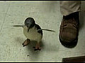 B b pingouin chatouilleux | BahVideo.com