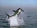 Shark Attack | BahVideo.com