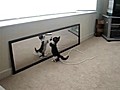 Kitten Doesn t Understand Mirror | BahVideo.com