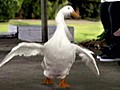 Aflac Ducks Gets a New Voice | BahVideo.com