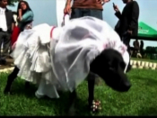 Pooches tie the knot in Peru | BahVideo.com