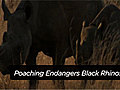 News Poaching Endangers Black Rhinos | BahVideo.com