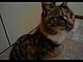 Sugar the 3-legged cat | BahVideo.com