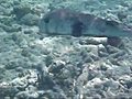 Porcupinefish in Akumal Bay Mexico | BahVideo.com