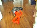 my pitbull puppy humping elmo | BahVideo.com