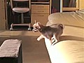 Puppy Prepares For Leap | BahVideo.com