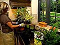 Packing Houseplants for a Move | BahVideo.com