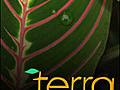 TERRA 609 Spaced Out | BahVideo.com