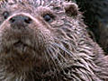 Otter cubs | BahVideo.com