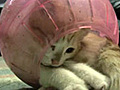 Hamster Ball Kitten | BahVideo.com