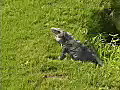 Royalty Free Stock Video SD Footage Large Iguana Sits in the Grass in Cancun Mexico | BahVideo.com