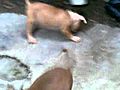 puppy pitbull elmo X ika | BahVideo.com