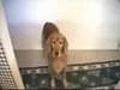 Il Cane ed i Biscotti | BahVideo.com