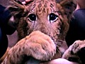 Cute Chinese Liger | BahVideo.com