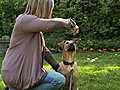 Howdini - Puppy Training Basics | BahVideo.com