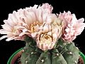 Time-lapse Of Pink Cactus Buds Blooming 9 Isolated On Black Stock Footage | BahVideo.com