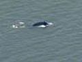 Whale Swims in Hudson River | BahVideo.com