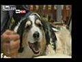 hondje dood | BahVideo.com