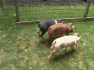 Pig Races | BahVideo.com