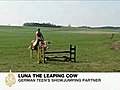 Jumping Cow  | BahVideo.com