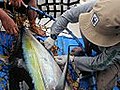 Tuna Tagging (ver. 2 mins) - Delivered | BahVideo.com
