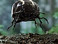Volkswagen Commercial Black Beetle | BahVideo.com