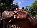 Undercover Hippo | BahVideo.com