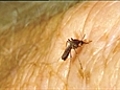 Malaria breakthrough | BahVideo.com