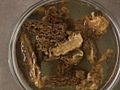Preparing Dried Morel Mushrooms  | BahVideo.com