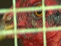 Illegal cockfighting ring busted in US | BahVideo.com