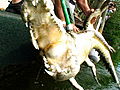 Operation Wild FWC Animal Handling | BahVideo.com