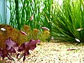 Fish tank  | BahVideo.com