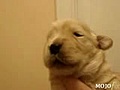 The singing puppy | BahVideo.com