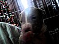 3 week old pitbull puppies playing with eachother | BahVideo.com